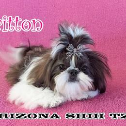 Britton - Shih Tzu