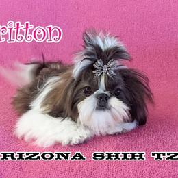 Britton - Shih Tzu