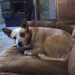 Australian Cattle Dogs from Glory Ranch Australian Cattle Dogs