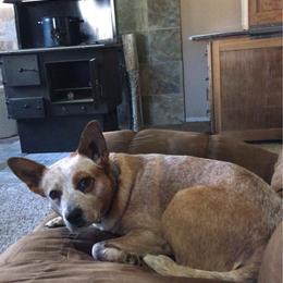 Australian Cattle Dogs from Glory Ranch Australian Cattle Dogs
