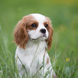 Cavalier King Charles Spaniels from Fields Edge Cavaliers