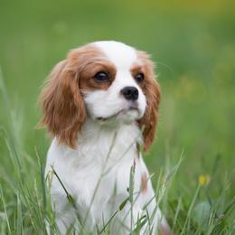 Cavalier King Charles Spaniels from Fields Edge Cavaliers