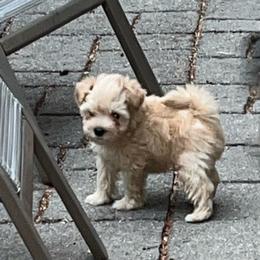 Bentley - Wheaten male Miniature Schnauzer puppy in Port Orchard, Washington from Silver Bells Miniature Schnauzers