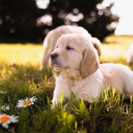 Yellow Boy - Golden male Golden Retriever puppy in Gate, Oklahoma from Golden Retriever Street