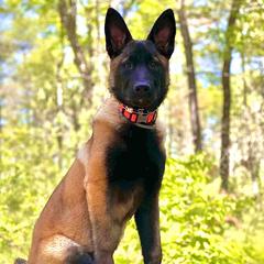 Belgian Malinois and Dachshunds from Paws Laws k9