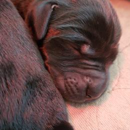 Labrador Retriever Puppies from Condition 1 Retrievers