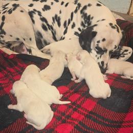 Boy 4 - White and black male Dalmatian puppy in Sharpsburg, Maryland from Antietam Dalmatians