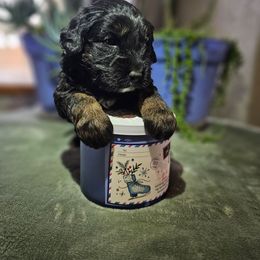 Comet - Black phantom male Aussiedoodle puppy in Indiahoma, Oklahoma from Phamily Doodles