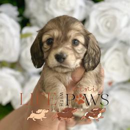Alani - Cream female Dachshund puppy in Palm Bay, Florida from Life With Mini Paws