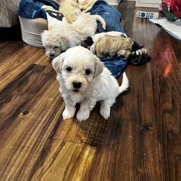 Maltipoo Puppies from JJR Doggie World LLC