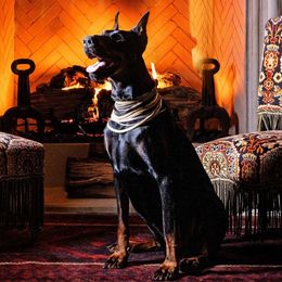 Yasaka - Doberman Pinscher