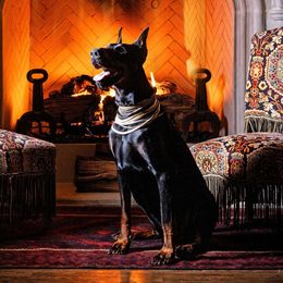 Yasaka - Doberman Pinscher