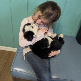Australian Shepherd, Great Dane, and Great Pyrenees Puppies from AEW Farm