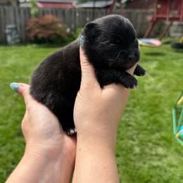 Black male - Black male Pomeranian puppy in Oak Lawn, Illinois from Pomeranian Boutique