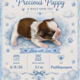 Blue - Gold and white male Shih Tzu puppy in Walterboro, South Carolina from Puddlejumpers