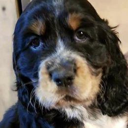 English Springer Spaniels from Muddy River Springers