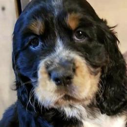 English Springer Spaniels from Muddy River Springers