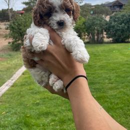 Jess - Tri-color female Cavapoo puppy in Cedar City, Utah from Pearson's Poodles