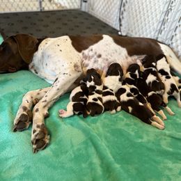 German Shorthaired Pointer Puppies from Bernardonis