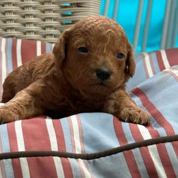 Female 3 - Red  female Poodle puppy in Bettendorf, Iowa from Red Door Poodles