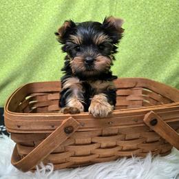 Dex - Blue and gold male Yorkshire Terrier puppy in Monticello, Iowa from Ashley’s Puppies