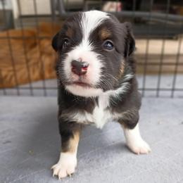 Opal (pink) - Black tri-color female Australian Shepherd puppy in Okeechobee, Florida from Rothsolid Puppies
