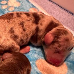 Chocolate Cream Dapple  Boy 1 - Dapple male Dachshund puppy in Madison, Indiana from Jensen Dobermans and Dachshunds