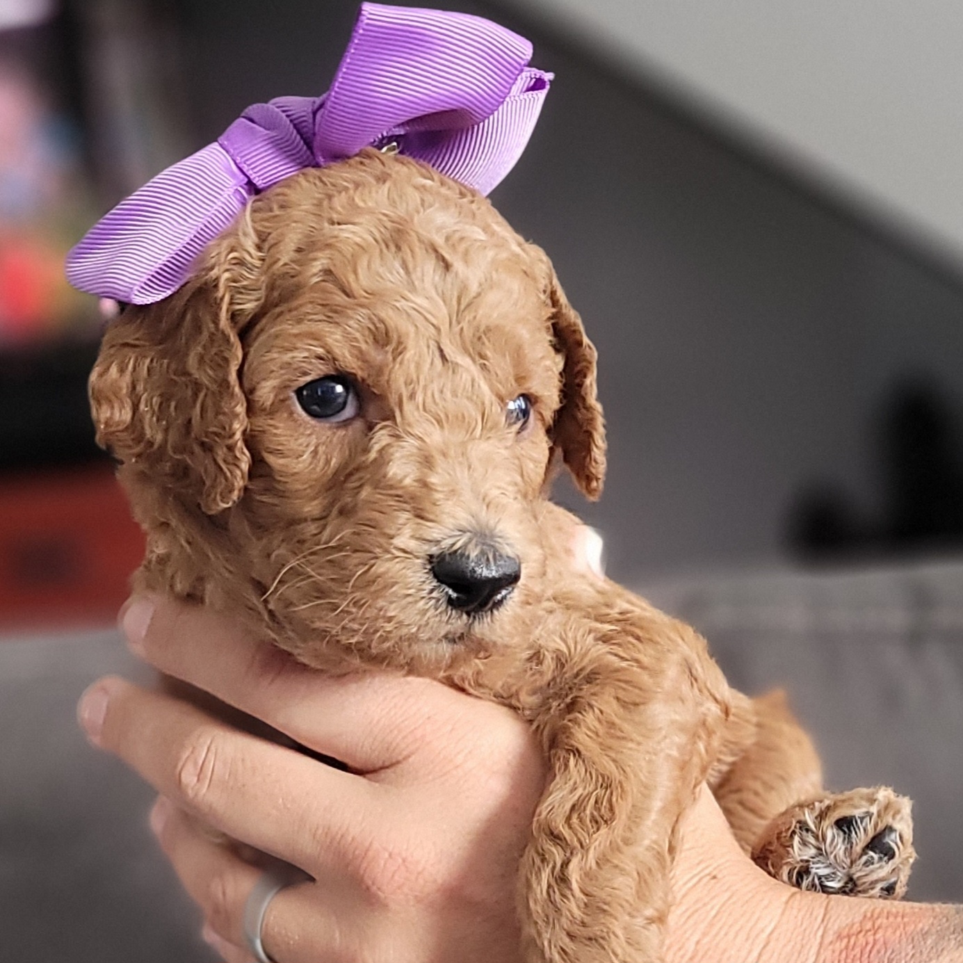 Goldendoodle Puppies from M&M G-Doods