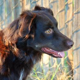 Trigger - Australian Shepherd