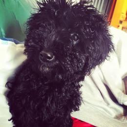 Poodle Puppies from Seattle Sankofa Kennel Club