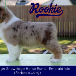 Rookie - Australian Shepherd