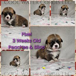 Pixel - Red female Pembroke Welsh Corgi puppy in Kiowa, Colorado from Cool Water Corgis LLC