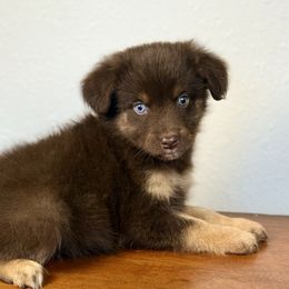 Aria - Red tri-color female Miniature American Shepherd puppy in Eugene, Oregon from AKC Emerald Valley Minis