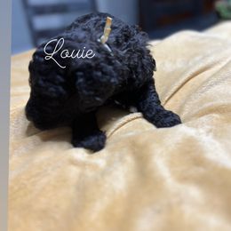 Poodle Puppies from DH Poodles