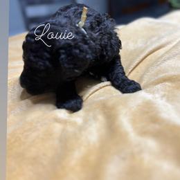 Poodle Puppies from DH Poodles