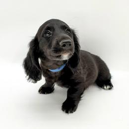 Buzz (AKC solid black) - Black male Dachshund puppy in Waddell, Arizona from Neu Doxies