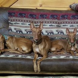 Pharaoh Hounds from Kaije Kennels - AKC Breeder of Merit - Bronze