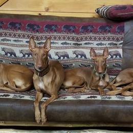Pharaoh Hounds from Kaije Kennels - AKC Breeder of Merit - Bronze