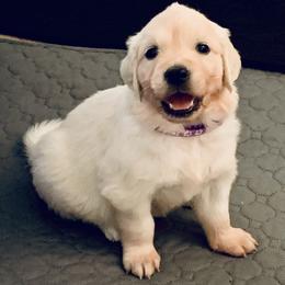 Female Pick 1 - Light golden female Golden Retriever puppy in Litchfield Park, Arizona from Phoenix Golden Retriever