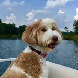 Aussiedoodles from Allons-yLife