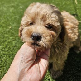 Romeo - Apricot male Poodle puppy in Corona, California from Poodle house CA