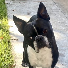Rowdy - Boston Terrier