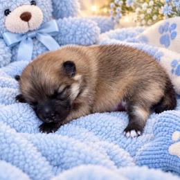 Snickers - Wolf sable male Pomeranian puppy in Edinburg, Texas from Divine Valley Poms