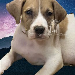 Ernst - brown collar - Fawn male Great Dane puppy in Prosperity, South Carolina from Windy Knoll Great Danes