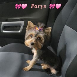 Parys - Yorkshire Terrier