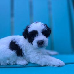 Ernie - Black and white male Shichon puppy in Ronda, North Carolina from Willow River