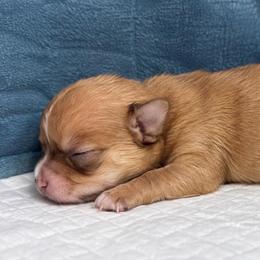 Rose - Red and white female Chihuahua puppy in Sherwood, Arkansas from Bartelt Breeders
