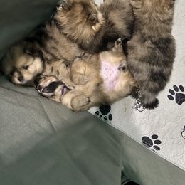 Pomeranian Puppies from Regal Poms