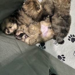 Pomeranian Puppies from Regal Poms