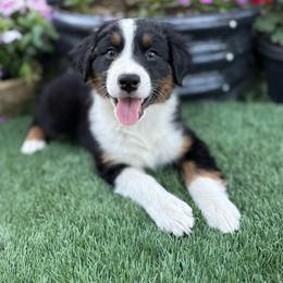 Girl 1 - Black tri-color female Australian Shepherd puppy in San Bernardino, California from Zermeno Ranch